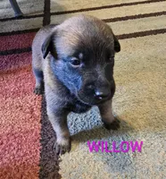Willow, a female Belgian Malinois for sale in Wonder Lake, IL – 5 of 5