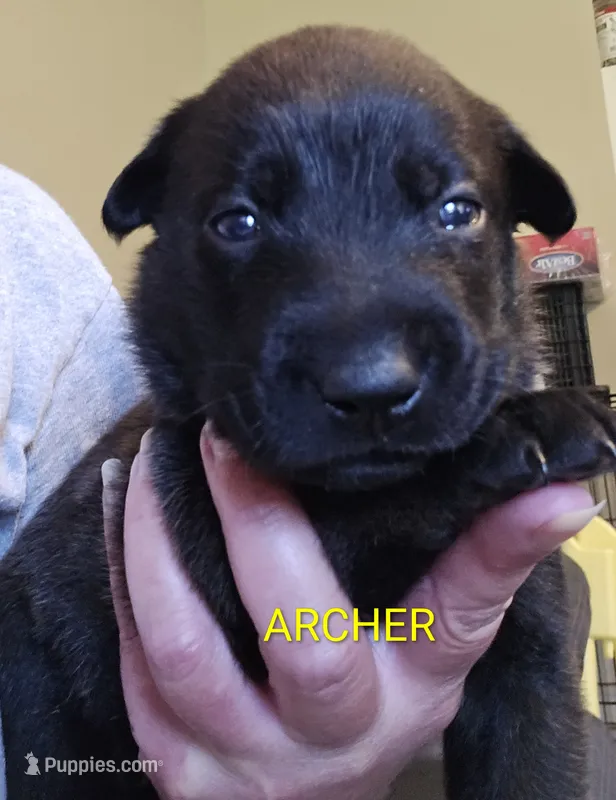 Archer – Belgian Malinois puppy for sale in Wonder Lake, IL
