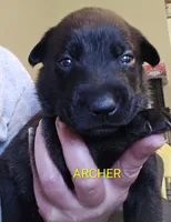 Archer, a male Belgian Malinois for sale in Wonder Lake, IL – 1 of 6