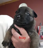 Roxy, a female Belgian Malinois for sale in Wonder Lake, IL – 2 of 5