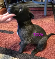Tova, a female Belgian Malinois for sale in Wonder Lake, IL – 5 of 5