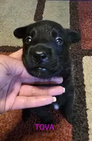 Tova, a female Belgian Malinois for sale in Wonder Lake, IL – 2 of 5