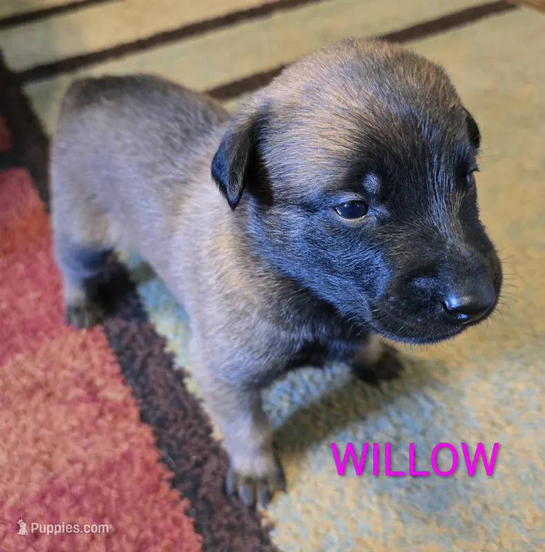 Willow – Belgian Malinois puppy for sale in Wonder Lake, IL