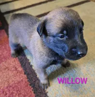 Willow, a female Belgian Malinois for sale in Wonder Lake, IL – 1 of 5