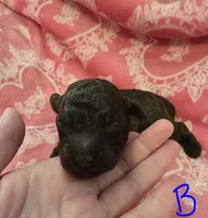 Reese, a male Poodle - Toy  for sale in Wonder Lake, IL – 6 of 8