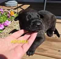 Archer, a male Belgian Malinois for sale in Wonder Lake, IL – 4 of 6