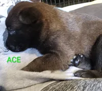 Ace, a male Belgian Malinois for sale in Wonder Lake, IL – 7 of 7