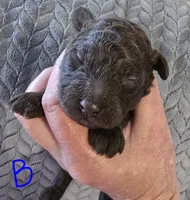 Reese, a male Poodle - Toy  for sale in Wonder Lake, IL – 2 of 8