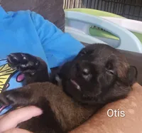Otis, a male Belgian Malinois for sale in Wonder Lake, IL – 1 of 4