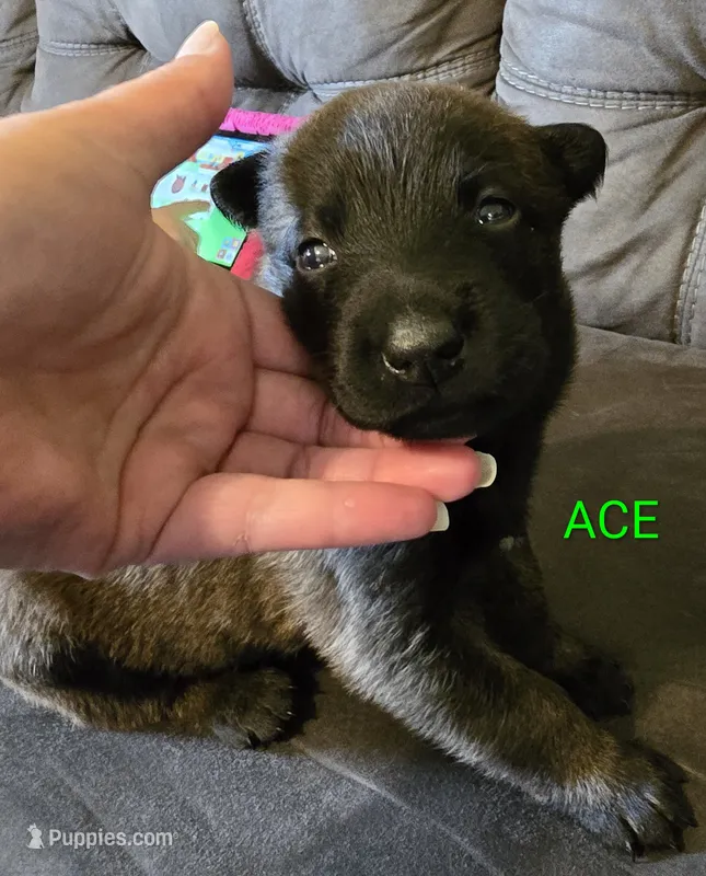 Ace – Belgian Malinois puppy for sale in Wonder Lake, IL