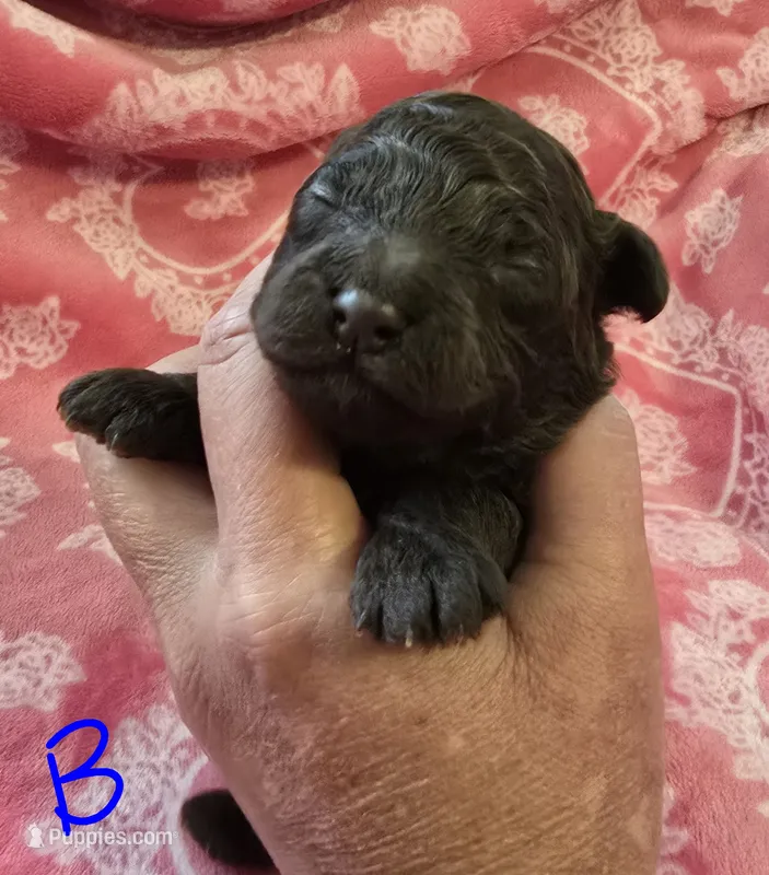 Reese – Poodle - Toy  puppy for sale in Wonder Lake, IL