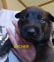 Archer, a male Belgian Malinois for sale in Wonder Lake, IL – 5 of 6