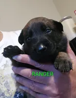 Ranger, a male Belgian Malinois for sale in Wonder Lake, IL – 1 of 4