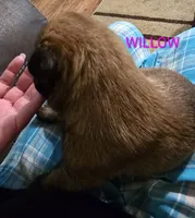 Willow, a female Belgian Malinois for sale in Wonder Lake, IL – 4 of 5