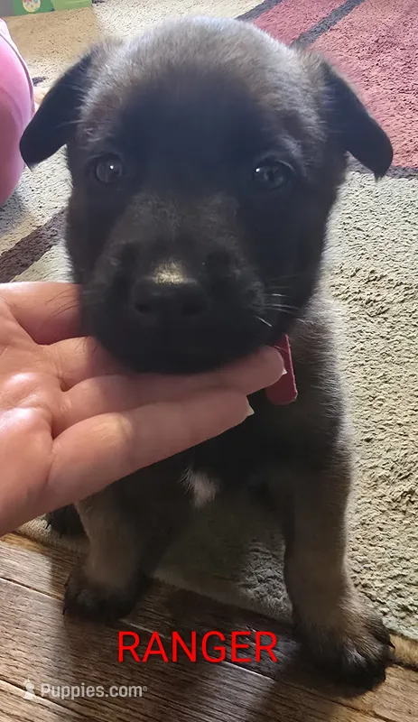 Ranger – Belgian Malinois puppy for sale in Wonder Lake, IL