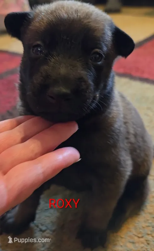 Roxy – Belgian Malinois puppy for sale in Wonder Lake, IL