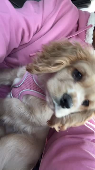 Sadie, a female Cocker Spaniel for sale in Orange Park, FL – 1 of 1