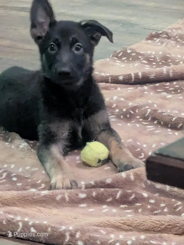 Big Bertha – German Shepherd Dog puppy for sale in Morada, CA