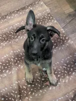 Big Bertha, a female German Shepherd Dog for sale in Morada, CA – Photo 2 of 2