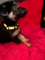 Aries , a female German Shepherd Dog for sale in Morada, CA – Photo 5 of 5