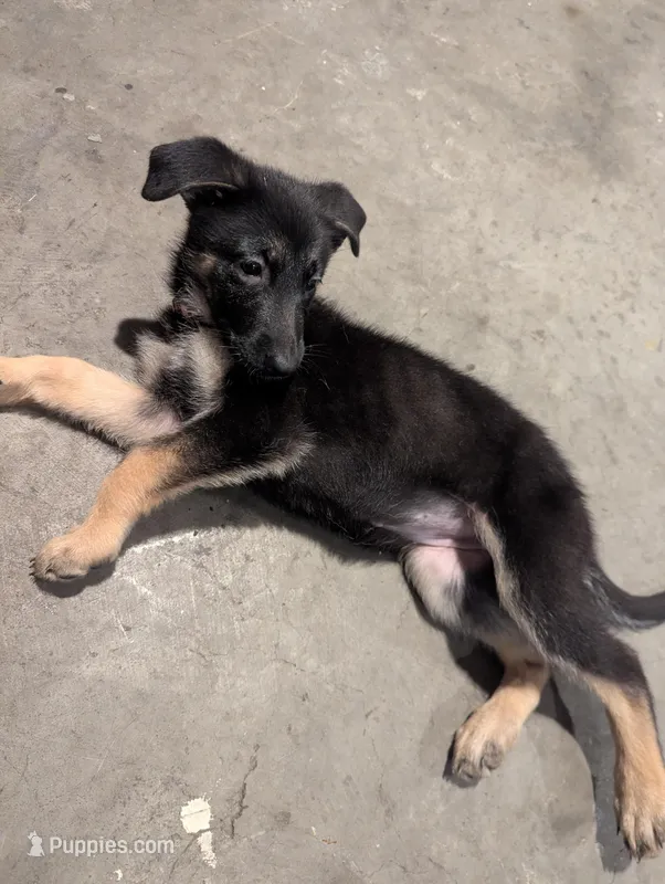 Aries  – German Shepherd Dog puppy for sale in Morada, CA