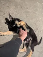 Aries , a female German Shepherd Dog for sale in Morada, CA – Photo 2 of 5