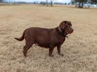 Jasmin, a female Labrador Retriever for sale in Soperton, GA – 4 of 7