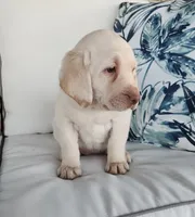 Jasmin, a female Labrador Retriever for sale in Soperton, GA – 3 of 7