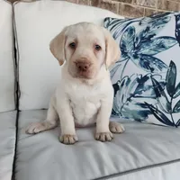 Jasmin, a female Labrador Retriever for sale in Soperton, GA – 7 of 7