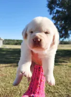 Jasmin, a female Labrador Retriever for sale in Soperton, GA – 5 of 7
