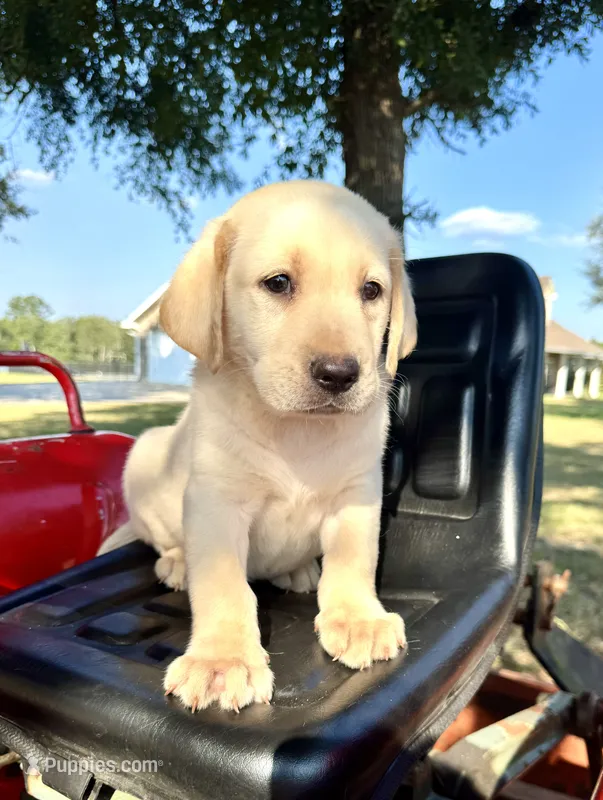 Morgan – Labrador Retriever puppy for sale in Soperton, GA