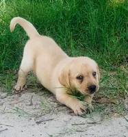 Brock, a male Labrador Retriever for sale in Soperton, GA – 2 of 2
