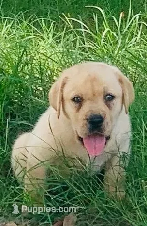 Brock – Labrador Retriever puppy for sale in Soperton, GA