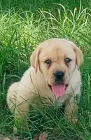 Brock, a male Labrador Retriever for sale in Soperton, GA – 1 of 2