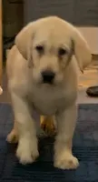 Max, a male Labrador Retriever for sale in Soperton, GA – 2 of 3