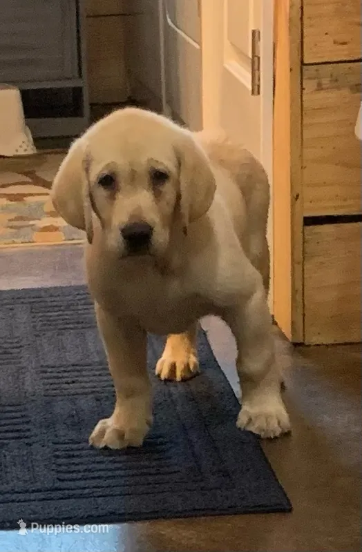 Max – Labrador Retriever puppy for sale in Soperton, GA