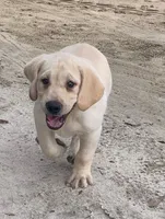 Max, a male Labrador Retriever for sale in Soperton, GA – 3 of 3