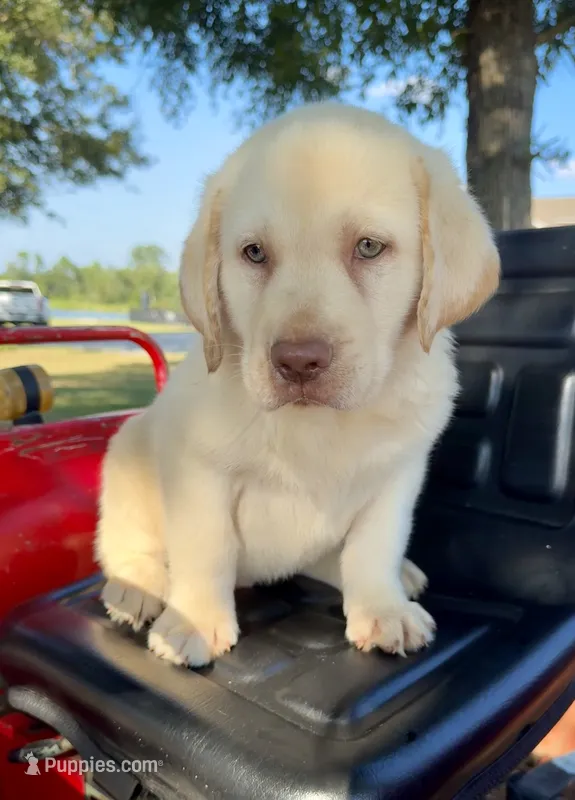 Rambo – Labrador Retriever puppy for sale in Soperton, GA