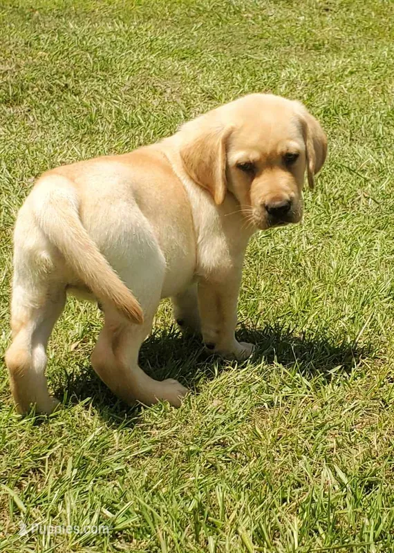 Brutus – Labrador Retriever puppy for sale in Soperton, GA
