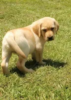 Brutus, a male Labrador Retriever for sale in Soperton, GA – 1 of 4