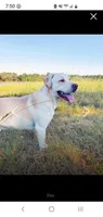 Brutus, a male Labrador Retriever for sale in Soperton, GA – 4 of 4