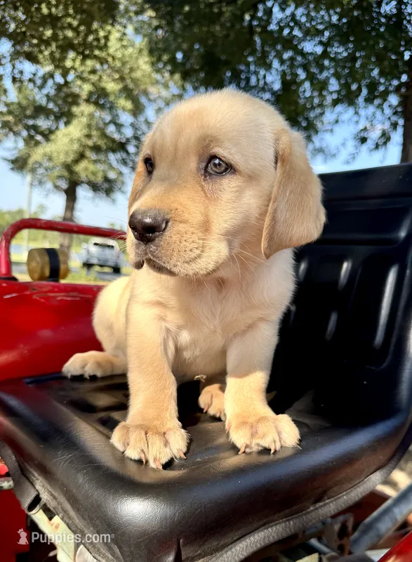 Brock – Labrador Retriever puppy for sale in Soperton, GA