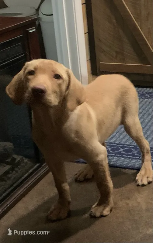 Love – Labrador Retriever puppy for sale in Soperton, GA