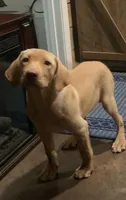 Love, a female Labrador Retriever for sale in Soperton, GA – 1 of 3