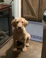 Love, a female Labrador Retriever for sale in Soperton, GA – 3 of 3