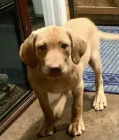 Love, a female Labrador Retriever for sale in Soperton, GA – 2 of 3