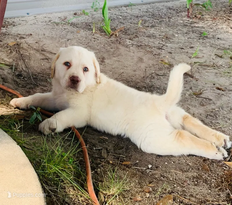 Rambo – Labrador Retriever puppy for sale in Soperton, GA