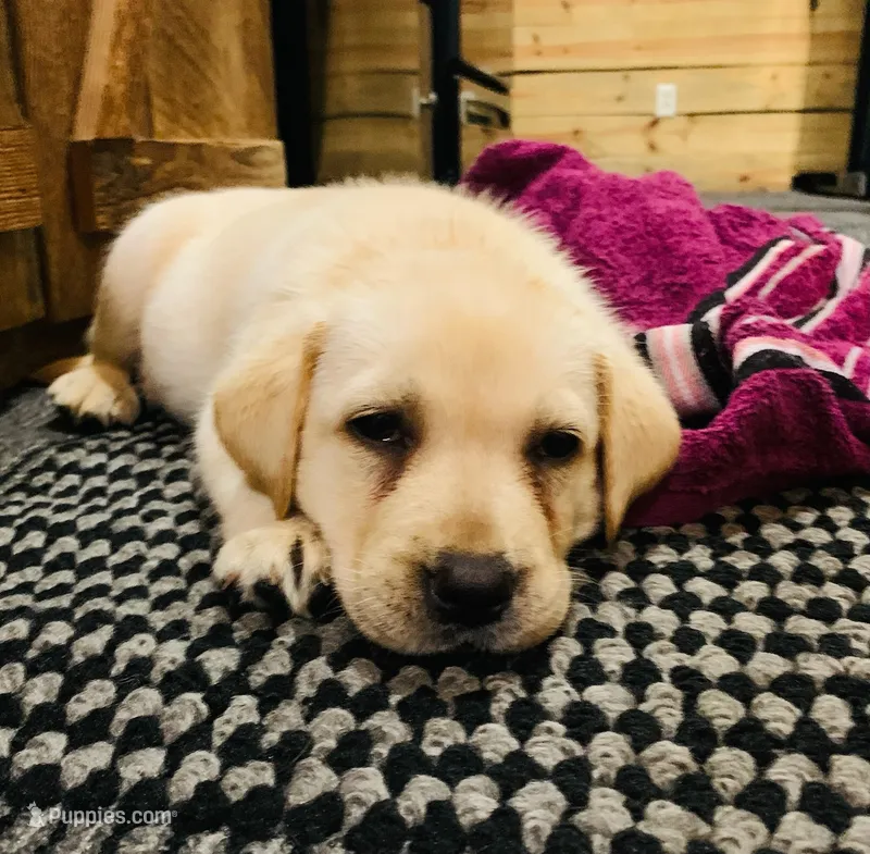 Morgan – Labrador Retriever puppy for sale in Soperton, GA