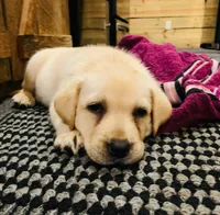 Morgan, a male Labrador Retriever for sale in Soperton, GA – 1 of 1
