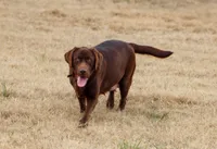 Maxumus, a male Labrador Retriever for sale in Soperton, GA – 3 of 4